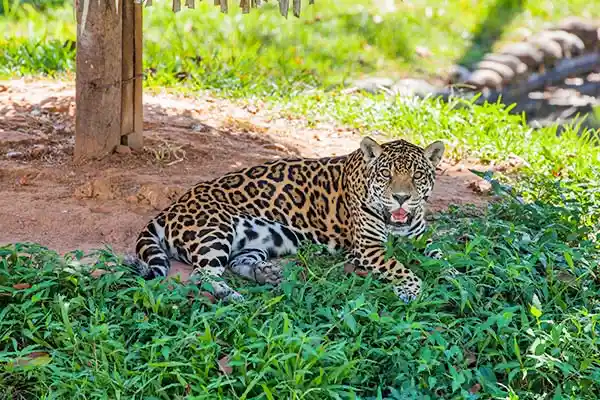 Zoológico UNAS